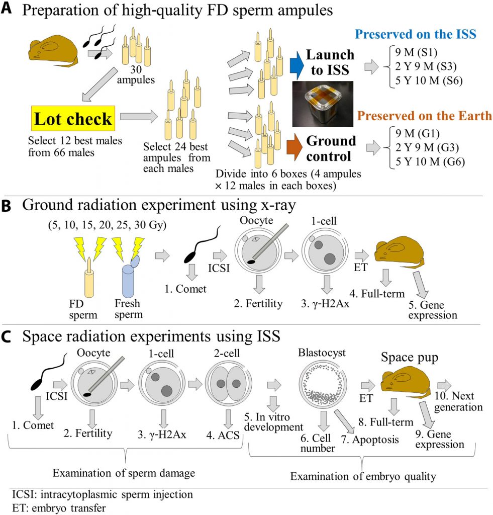 Reproduction-on-Mars-2