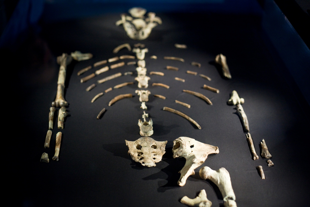 fossil-lucy-mission-4