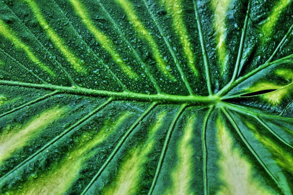 A Team of Engineers Claims Artificial Leaf 100 Times Better in Capturing Carbon 27 – carbon capture 2