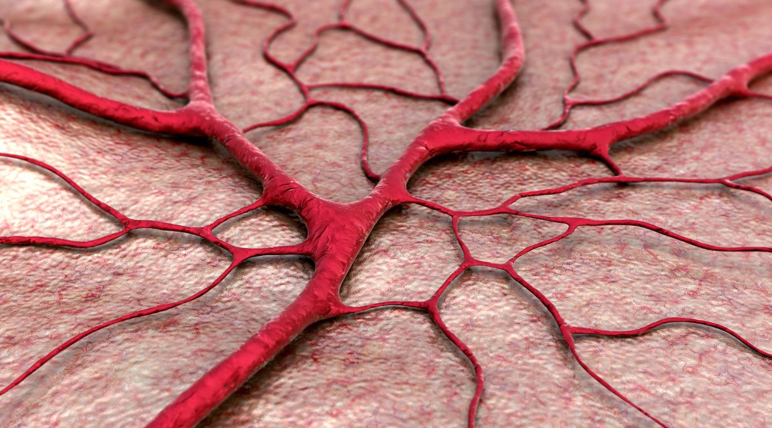 blood-vessels-89797