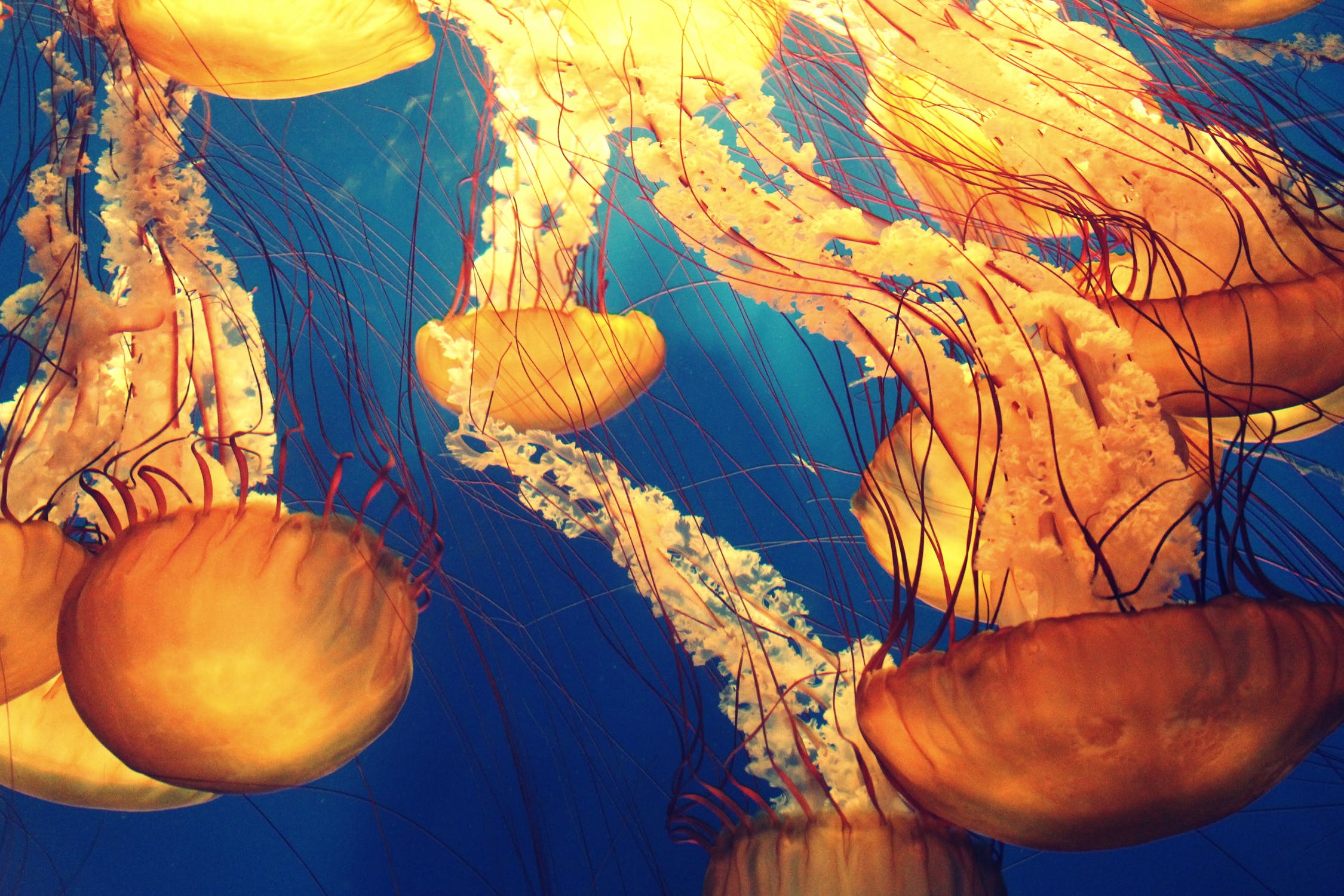 Here’s What to Know About Life of Coastal and Marine Species 26 – coastal-life-63241