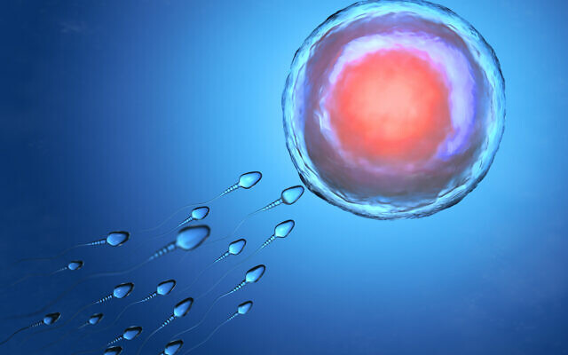 Fertility of Aged Human Egg Cells Can Be Extended With Anti-viral Drugs 27 – human egg