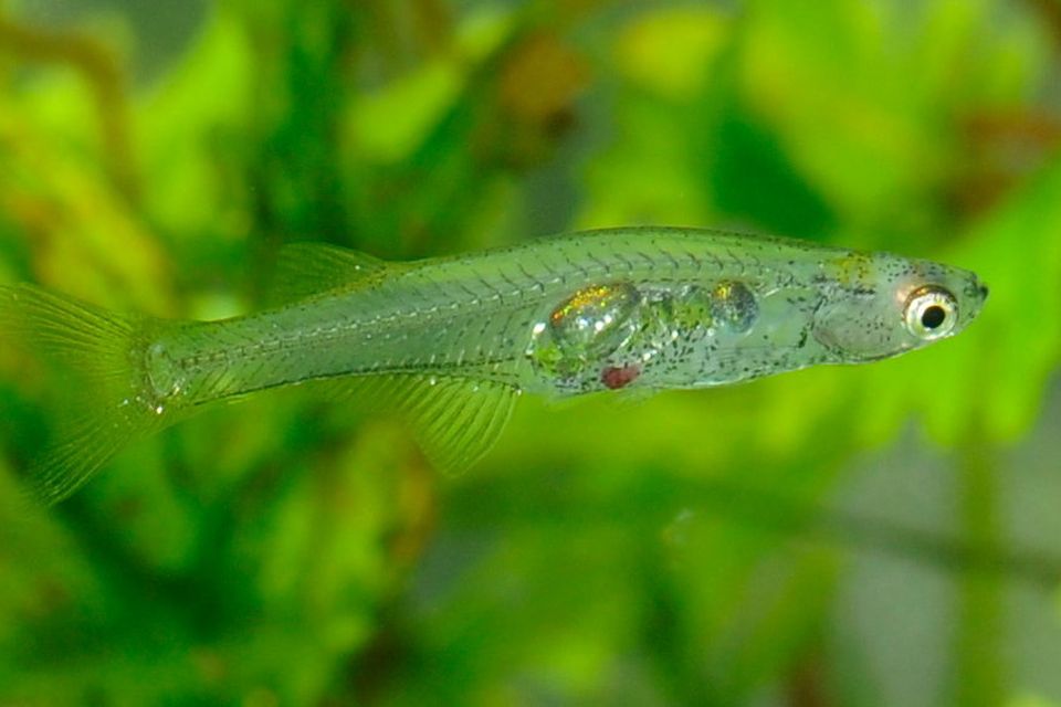 Tiny fish, big boom: This small fish found to roar like a gunshot 12