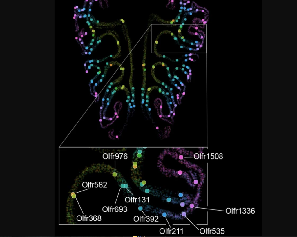 Harvard scientists uncover the secret map behind the sense of smell 27 – Harvard scientists uncover the secret map behind the sense of smell 15