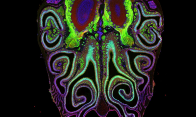 Harvard scientists uncover the secret map behind the sense of smell 1