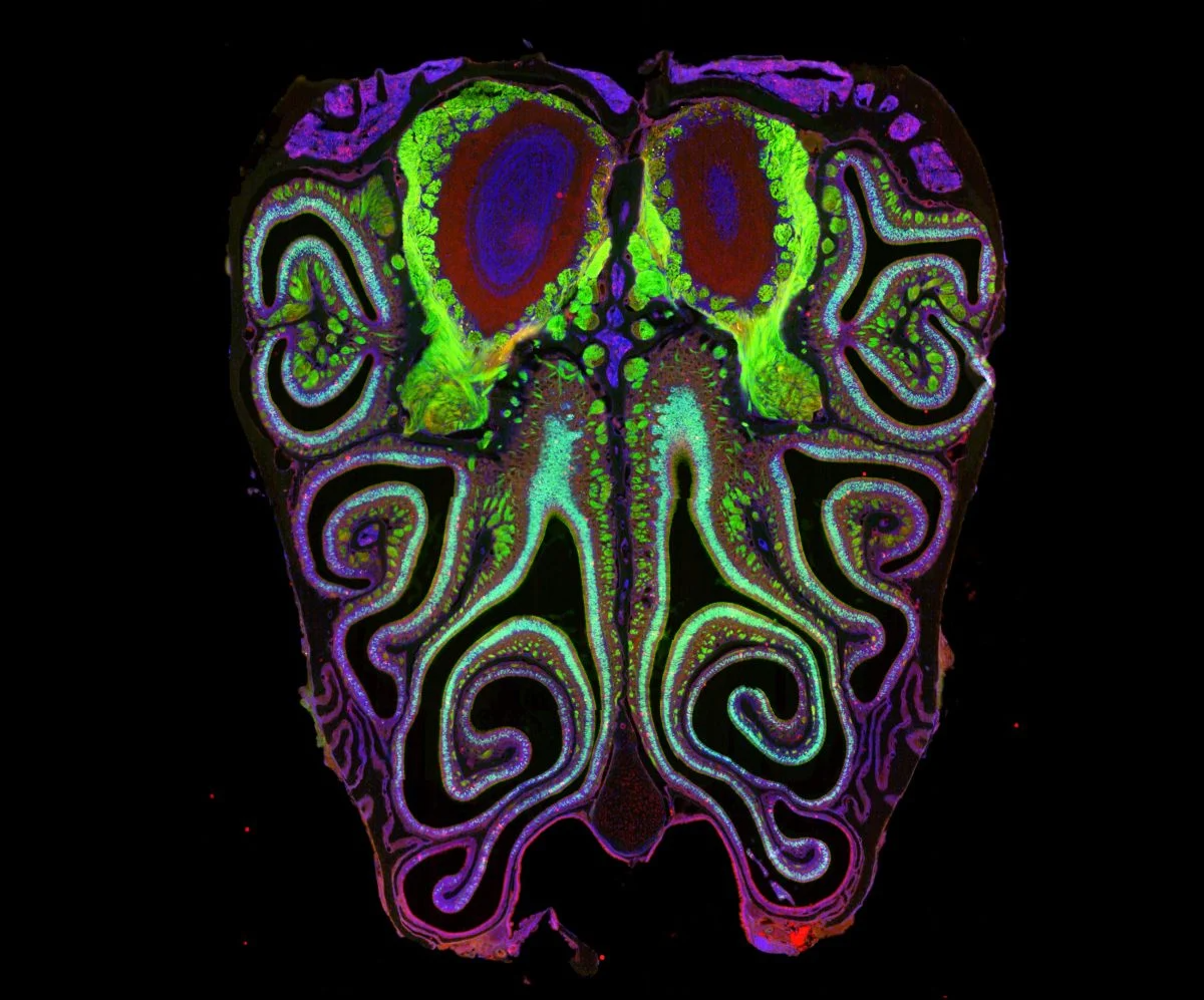 Harvard scientists uncover the secret map behind the sense of smell 26 – Harvard scientists uncover the secret map behind the sense of smell 14