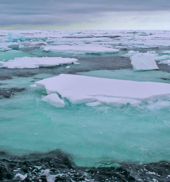 Arctic sea ice loss is unraveling marine food web 27 – Arctic sea ice loss